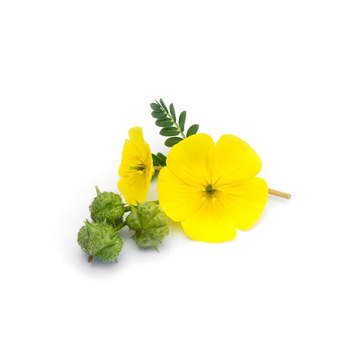 Kriechender Tribulus als Teil von Feronex